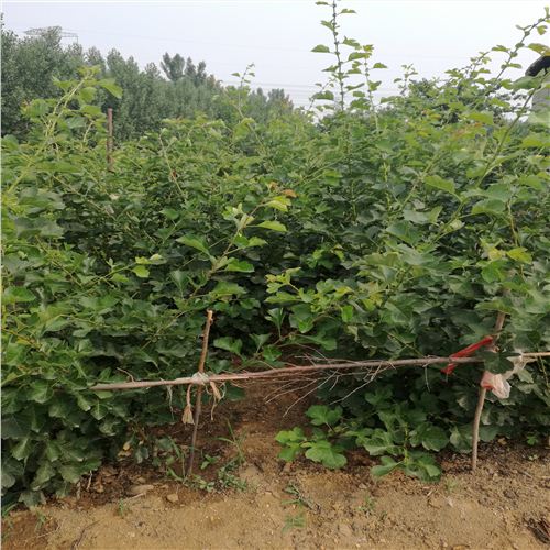 山楂苗通渭縣7公分山楂樹批發(fā)