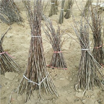 山楂苗優(yōu)惠膠州大棉球山楂苗