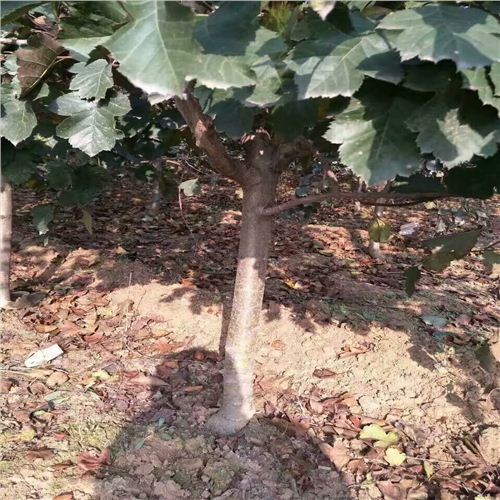 真的靠譜3公分山楂苗