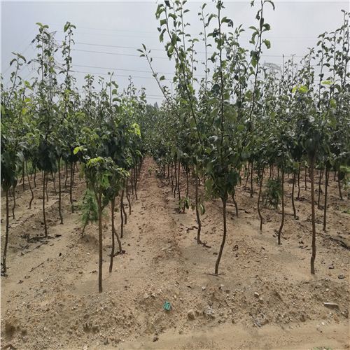 6公分梨樹苗誠信商家