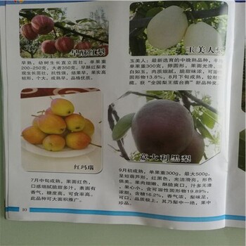 大埔3公分梨樹怎么種