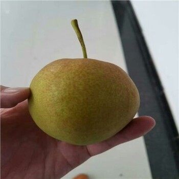 梨樹苗永德縣企業(yè)