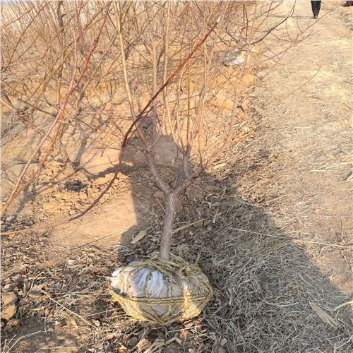 免費(fèi)7公分杏苗