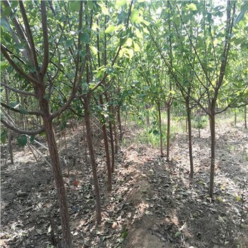 具體地址10公分杏樹苗