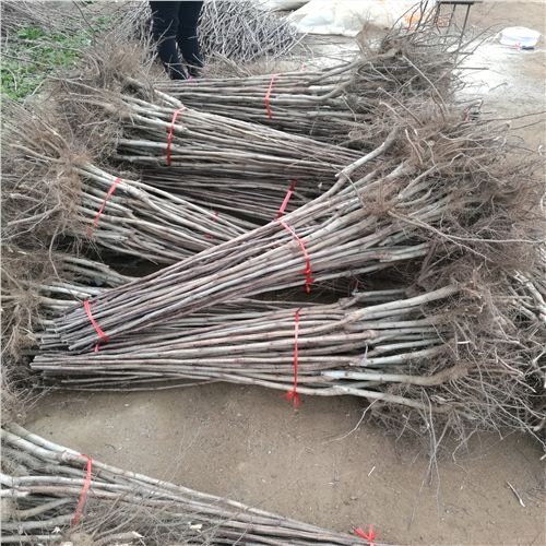 山楂樹苗企業(yè),日照大棉球山楂苗
