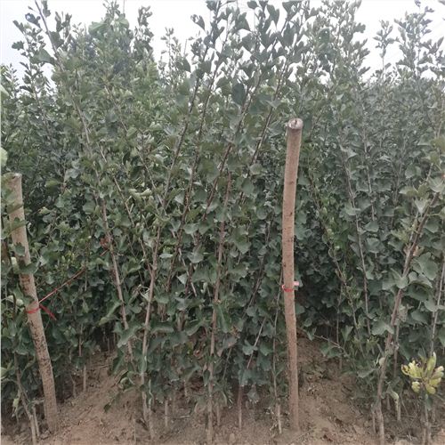 6公分山楂樹苗合肥出售