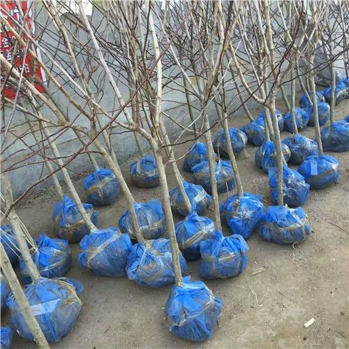 山楂樹苗什么地方出售,安陽2公分山楂樹苗