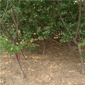 盤縣3公分杏樹(shù)，杏樹(shù)苗推薦