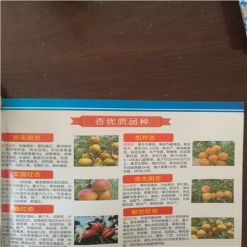 5公分杏樹，北京杏樹苗