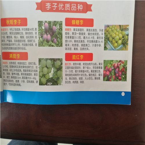優(yōu)良心品質(zhì)李子樹苗，鎮(zhèn)賚蜜李李子苗