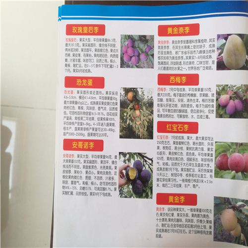 西梅法蘭西李子苗采購中心，李子樹苗