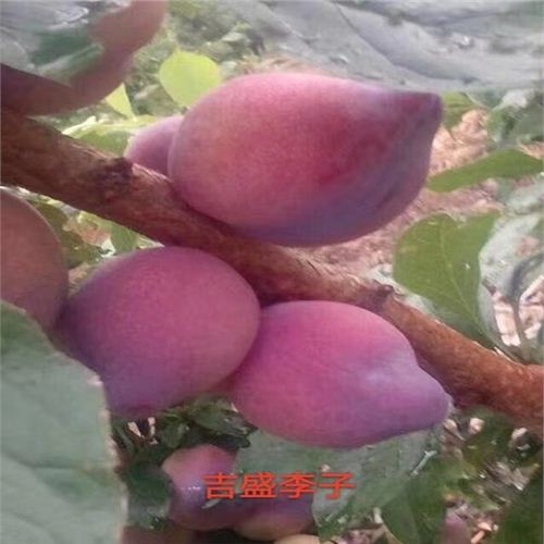 介紹李子樹苗，廣元法蘭西李子苗