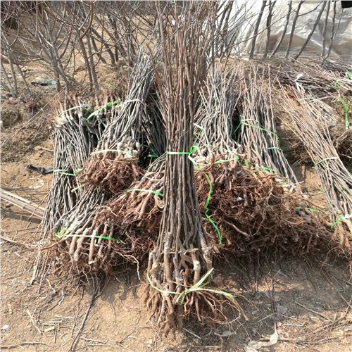 欽州紅香酥梨苗咨詢(xún)技術(shù)管理