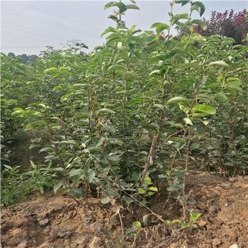浦口真的靠譜3公分梨苗推薦