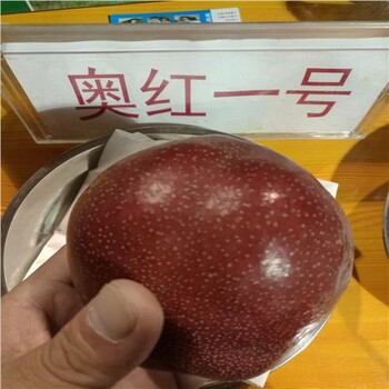 秋陽梨苗新苗上市，黃金梨苗