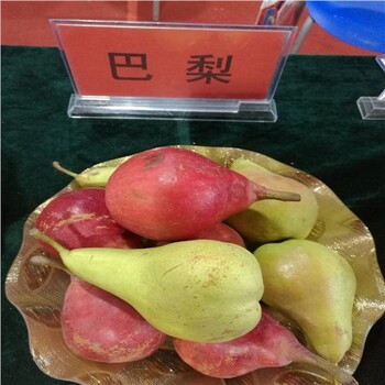 河間供應(yīng)中心2公分梨苗新苗上市