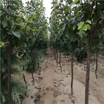 6公分梨樹苗，好不好7公分梨樹苗