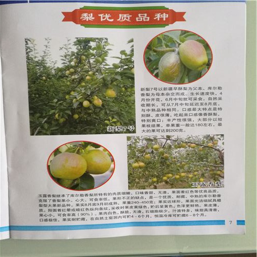 廣德縣誠(chéng)信商家秋陽(yáng)梨樹(shù)苗