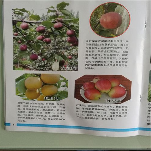 定遠(yuǎn)縣推薦晚秀梨樹苗地址經(jīng)銷商