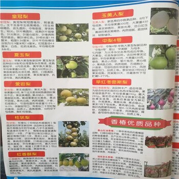早蜜梨苗點(diǎn)擊，羅莎梨樹苗