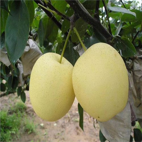 昭通紅風(fēng)梨樹苗咨詢技術(shù)管理