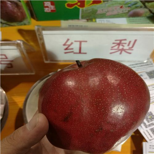 浦口真的靠譜3公分梨苗推薦