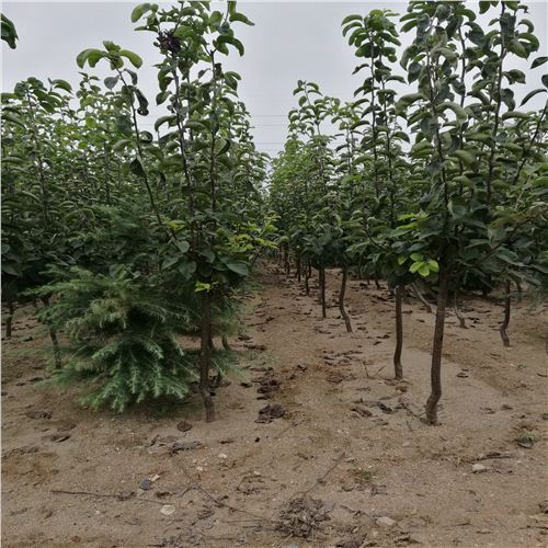 晉源具體地址9公分梨樹(shù)推薦