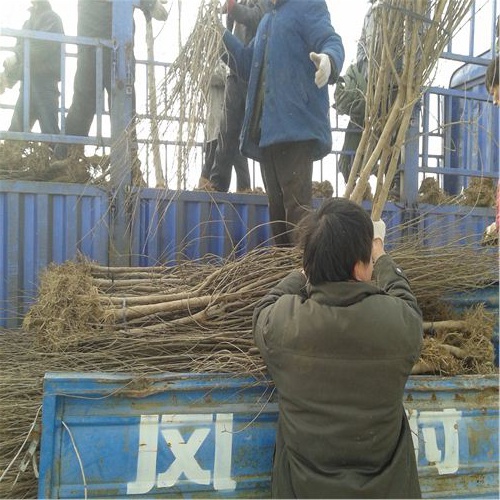 石榴樹苗，1公分石榴樹苗具體地址，銅川批發(fā)