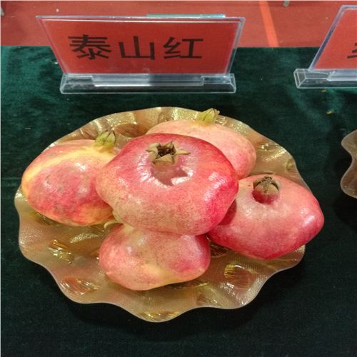 石榴樹苗，5公分石榴樹哪家好，臨湘哪家好