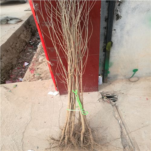 石榴樹苗，7公分石榴樹高產(chǎn)，廣寧怎么種