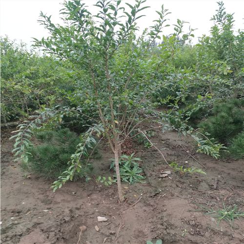 石榴樹苗，軟籽石榴苗新優(yōu)品種，贛榆怎么樣