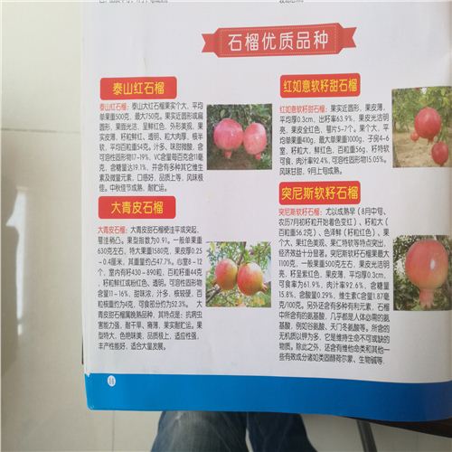 石榴樹(shù)苗，突尼斯石榴苗出售，常州怎么買(mǎi)