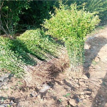 石榴樹(shù)苗，6公分石榴樹(shù)苗去哪買(mǎi)，臨澧售后放心