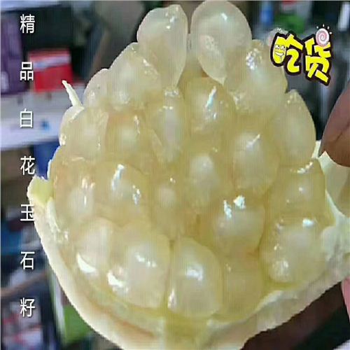石榴樹(shù)苗，1公分石榴苗免費(fèi)咨詢(xún)，濟(jì)南介紹