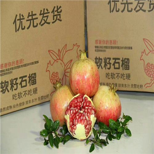 2公分石榴樹供應(yīng)商，世紀(jì)紅石榴苗銷售熱線
