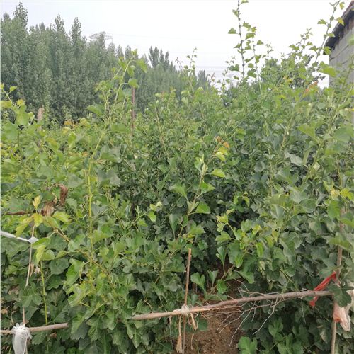 襄垣3公分山楂樹，品種山楂樹苗種植幾年結果