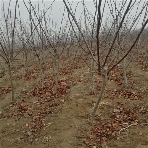 廣州大五棱山楂苗，品種山楂樹苗商家推薦