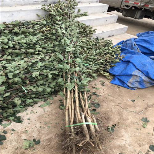 合肥2公分山楂苗，品種山楂樹苗購買常識(shí)