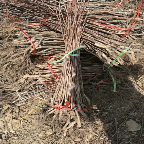 歪把紅山楂苗畝產(chǎn)量多少慶安信宜山楂苗