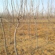 新闻咨询，8公分柿子树，淅川7公分柿子树图片