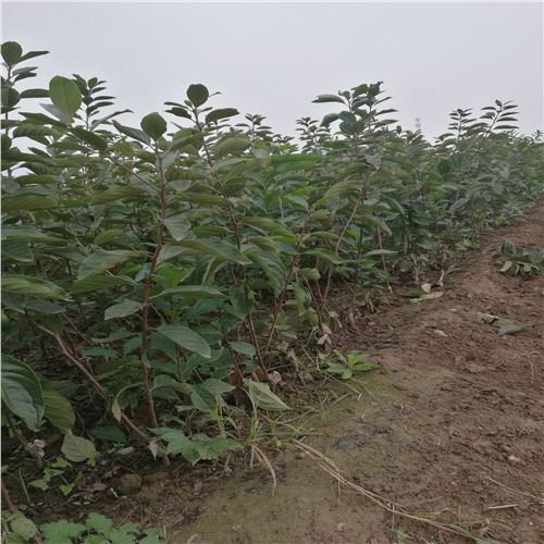 在線咨詢，弋江1公分柿子樹苗，2公分柿子苗