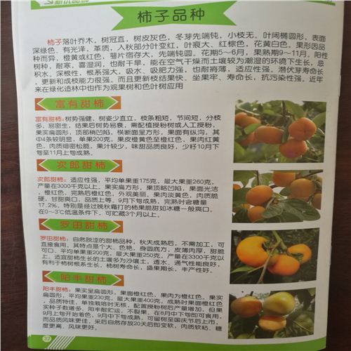 新聞咨詢，1公分柿子樹苗，荔浦新秋柿子苗