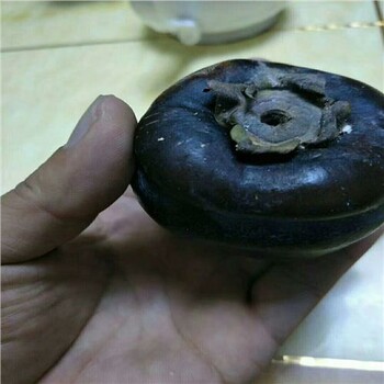 新聞咨詢(xún)，新秋柿子苗，永豐柿子樹(shù)