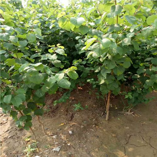 威克遜李子苗，蜂糖李子苗企業(yè)（農(nóng)戶-歡迎咨尋）