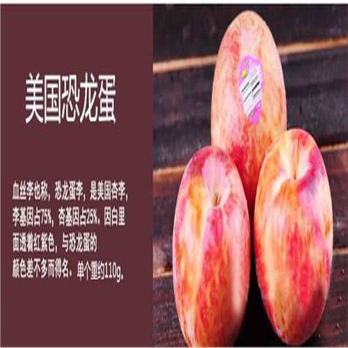 英川紅心李子苗，斯坦雷西梅李子苗高產(chǎn)（技術管理-新聞資訊）