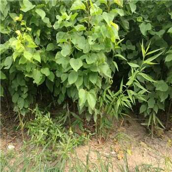 紅玉杏苗-興慶油仁杏苗新聞報道