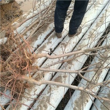 干杏苗-德江縣串枝紅杏苗怎么種
