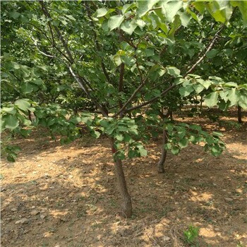 紅荷杏樹苗-五臺縣吊死干杏苗出售