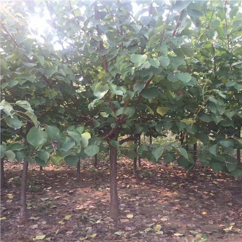 紅玉杏苗-榆社縣貴妃杏樹苗什么地方出售