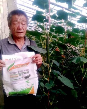 黃瓜生根壯苗就用福進門促生根肥